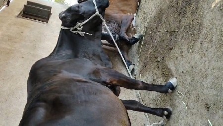 બીજા વેતર ની ગાય વેસવાની છે