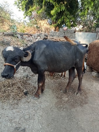 વિગતો નાસી ને  ફોન કરવા