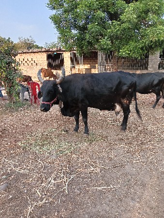 थंबनेल 2