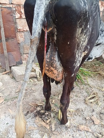 gay veshvani che krosh ashab