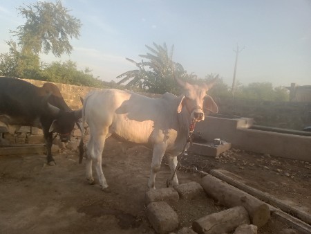 ગોદલો વેચવા નો છે