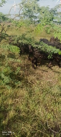 10 15 દિવસ નું કામ છે