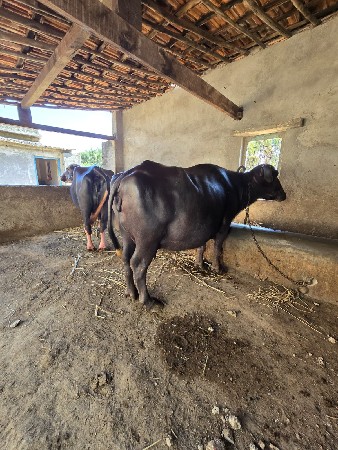 થંબનેલ 3