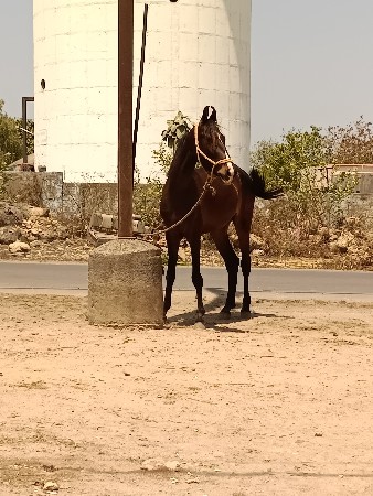 વછેરી વેચવા ની છે