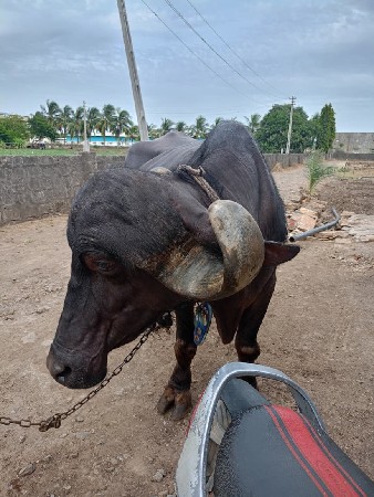 थंबनेल 2