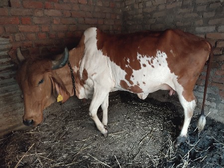 थंबनेल 3