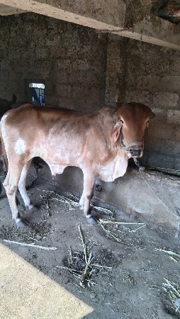 બળદ વેચવાનો છે