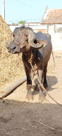 થંબનેલ 2