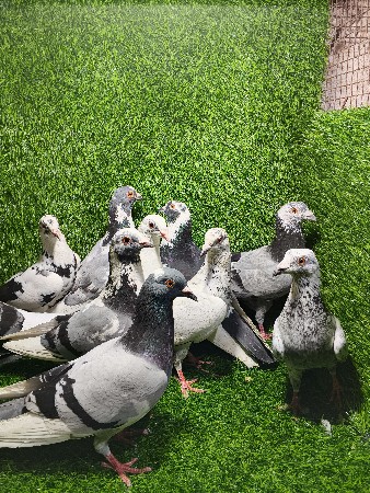 udan vada madrashi kabutar