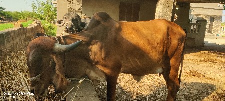 थंबनेल 2