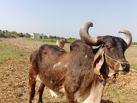 બળદ વેચવાના છે ગેરેંટીથી