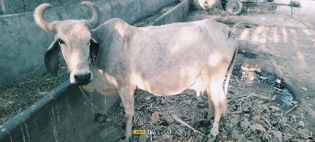 ગાય વેસવાની છે