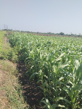 2.5 વિદ્યા ની જુવાર