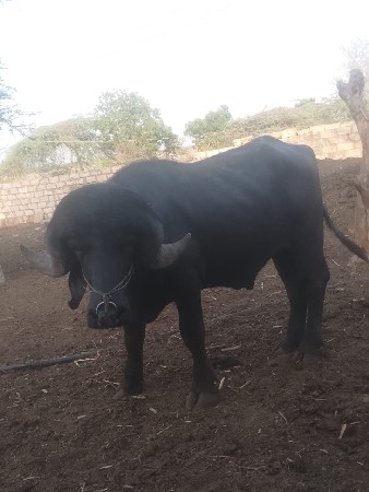 પાડો વેચવાનો છે