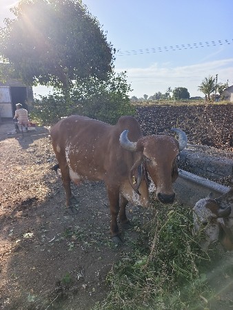 थंबनेल 3