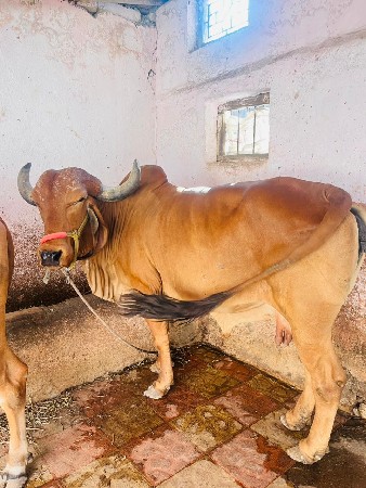 આ બે ગાયુ વેચવાની છે અને  સાટા પ