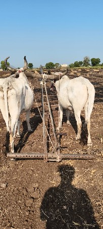 ગોઢલ વેસવાન છે