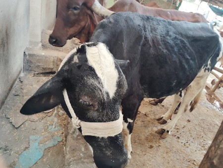 ગાય વેચવાની છે.