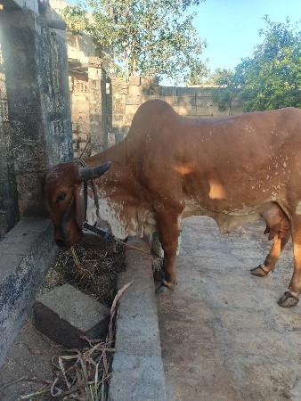 ગાય વેચવાની છે