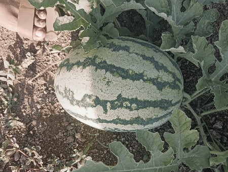 કસરી વેચવાની છે