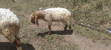 थंबनेल 2