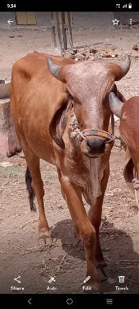 બળદ વેચવા નોછે