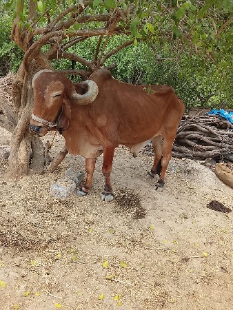 બળદ વેચવાનો છે