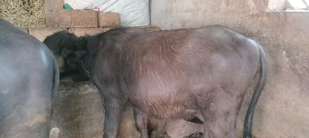 थंबनेल 2