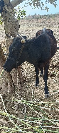 જરસી વાસાડી