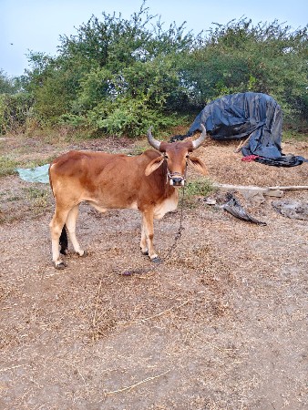 થંબનેલ 2