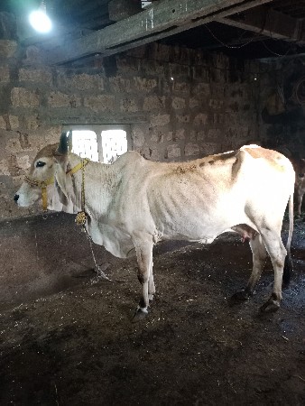 દેશી ક્રોસ