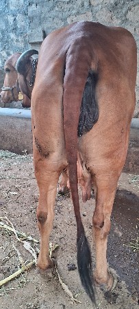 આ ગાય વેચવાની છે