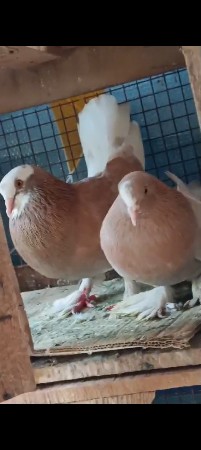 moja vari jodi vechvani chhe