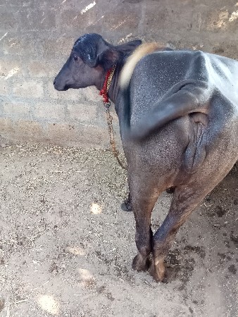 પાડી ના સાટા કરવાના છે