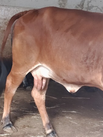 pyor gir gay 20thi 25 divasni kachi