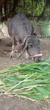 थंबनेल 2