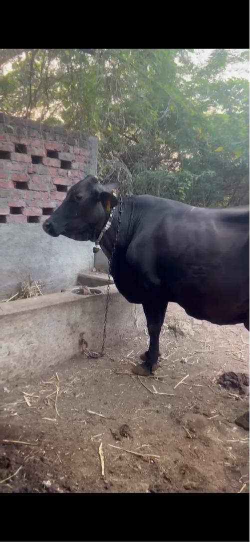 ઉસાય લંબાઈ પૂરી