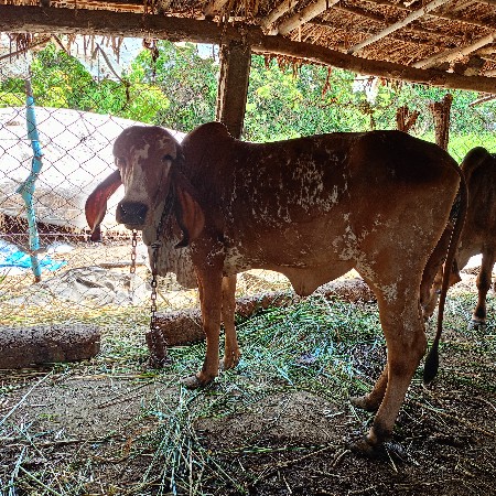 થંબનેલ 3