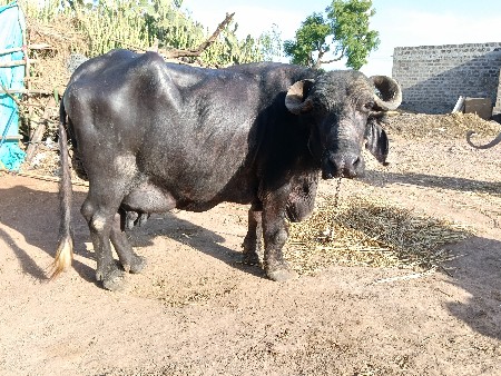 પટેલ કા કલ્યાણપુર પરબત ભરવાડ