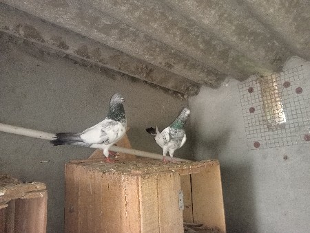 જોડી વેચવાની છે કિંગ સાઈઝ