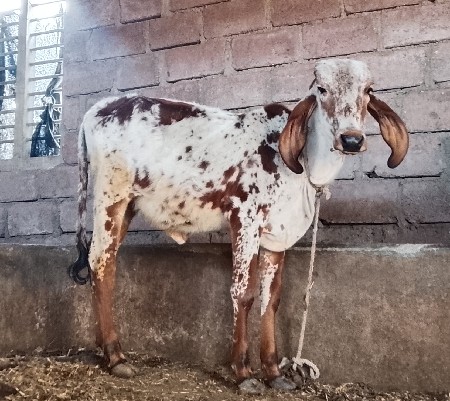 थंबनेल 2