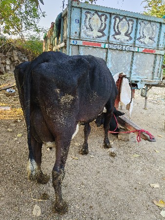 ગીર ક્રોસ