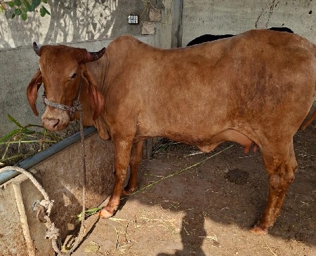 હોડકી વેચવાની