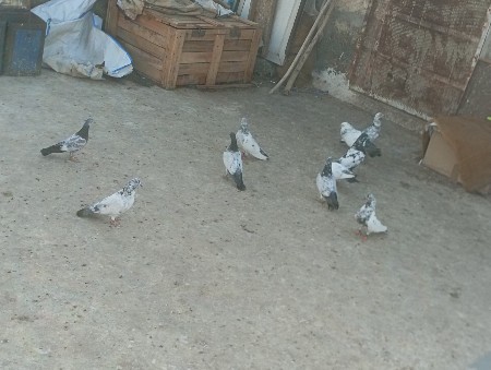 10/11 નગ છે બધાય ફુલ ઉઙાન