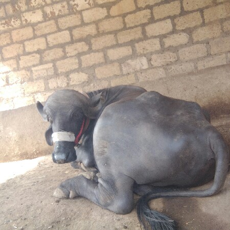 પાડોવેશવાનોસે