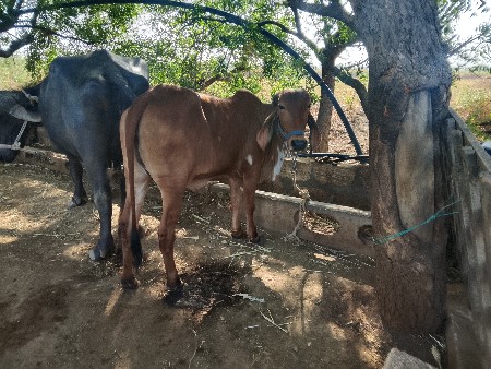 ગીર વાંસળી વેચવાની છે વરસદીની છે