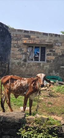 થંબનેલ 3