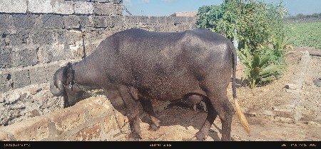 थंबनेल 3