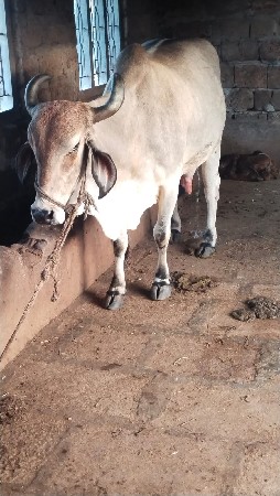 थंबनेल 3