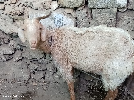 બકરી વેચવાની છે